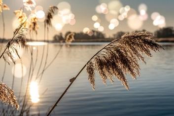 Vass vid sjö_pixabay